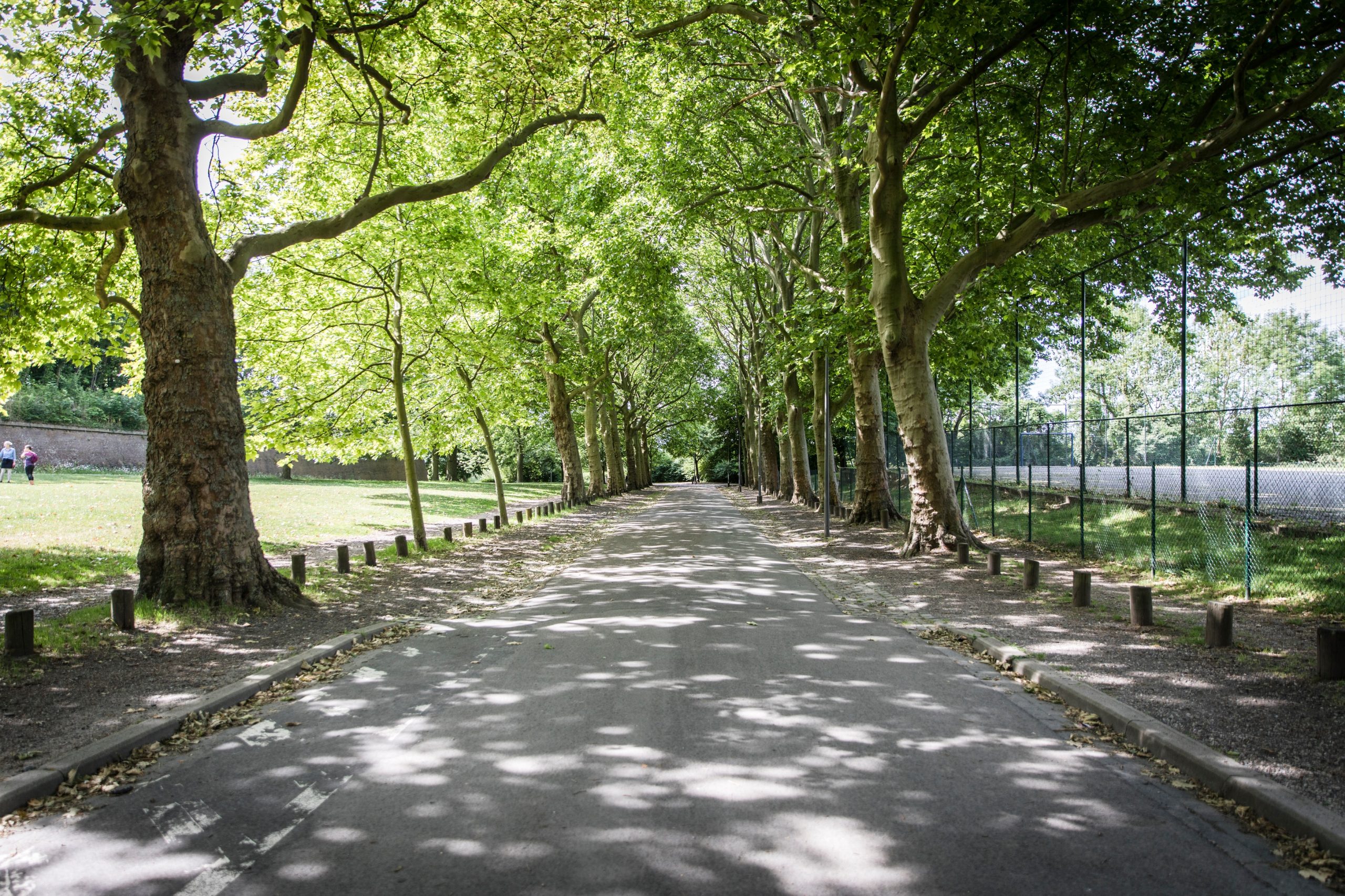 Rencontre avec un Passeur d’Arbres